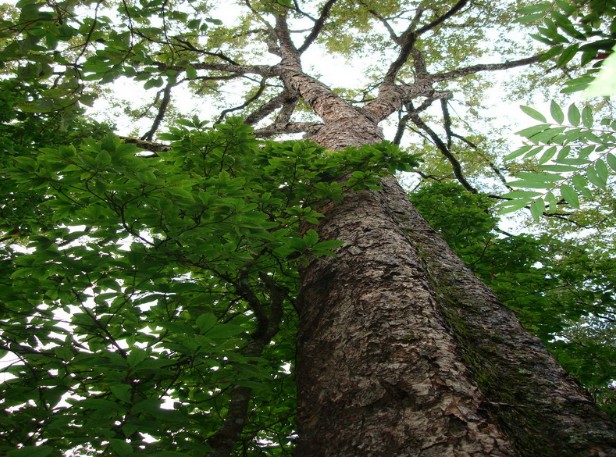 Betula alnoides seed